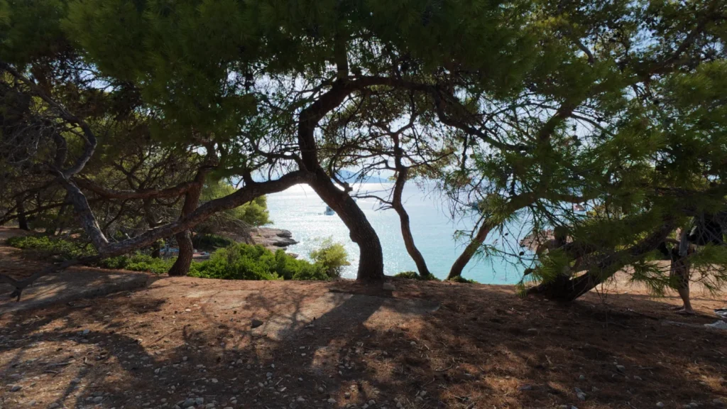Pine trees by the sea on Moni island