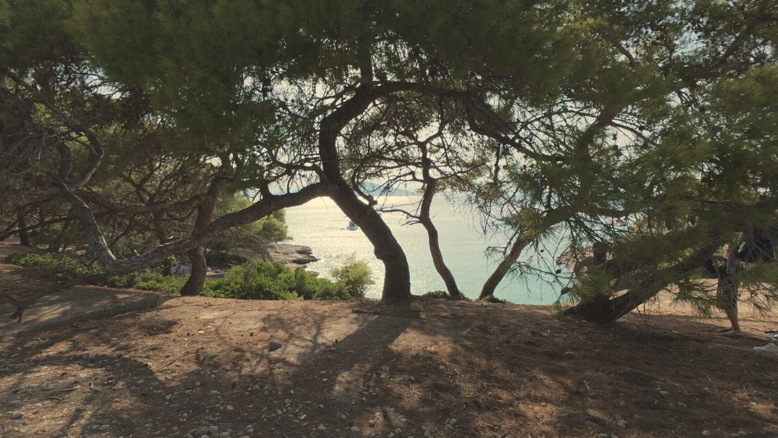 Pine trees by the sea on Moni island